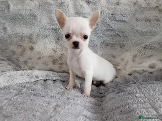 Chihuahua dogs Kc registered Chihuahua puppies - Advert 1