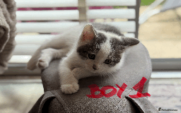 Mixed Breed cats for sale: Lovely kittens - Image 12