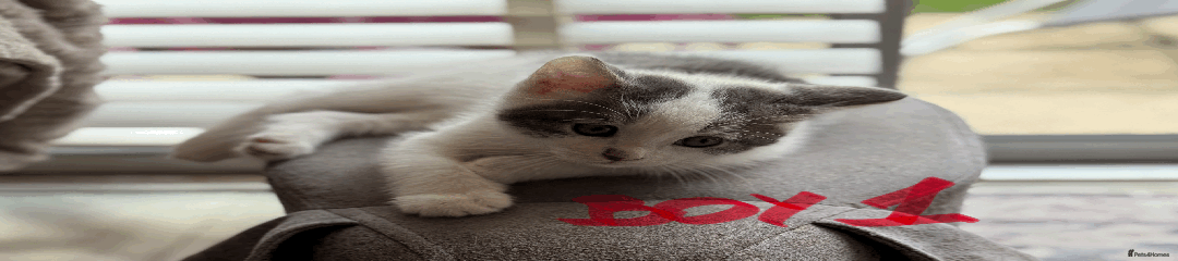 Mixed Breed Kitten 1