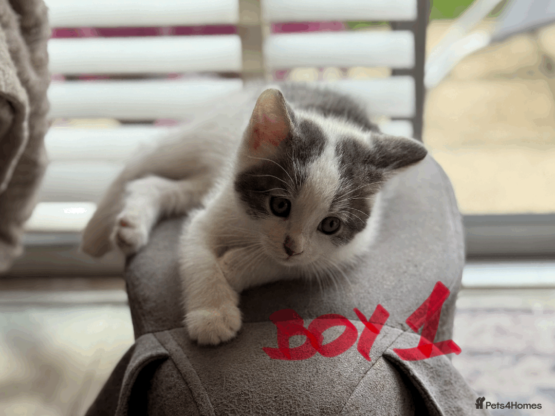 Mixed Breed cats for sale: Lovely kittens - Image 12