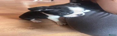 Boston Terrier Puppy 4