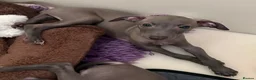 Italian Greyhound dogs for sale: Ready now, only 1 left. KC Reg Italian Greyhound - Advert 3