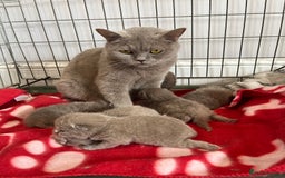 British Shorthair cats for sale: ⭐️British shorthair kittens (LAST 2)⭐️⭐️⭐️ - Image 4