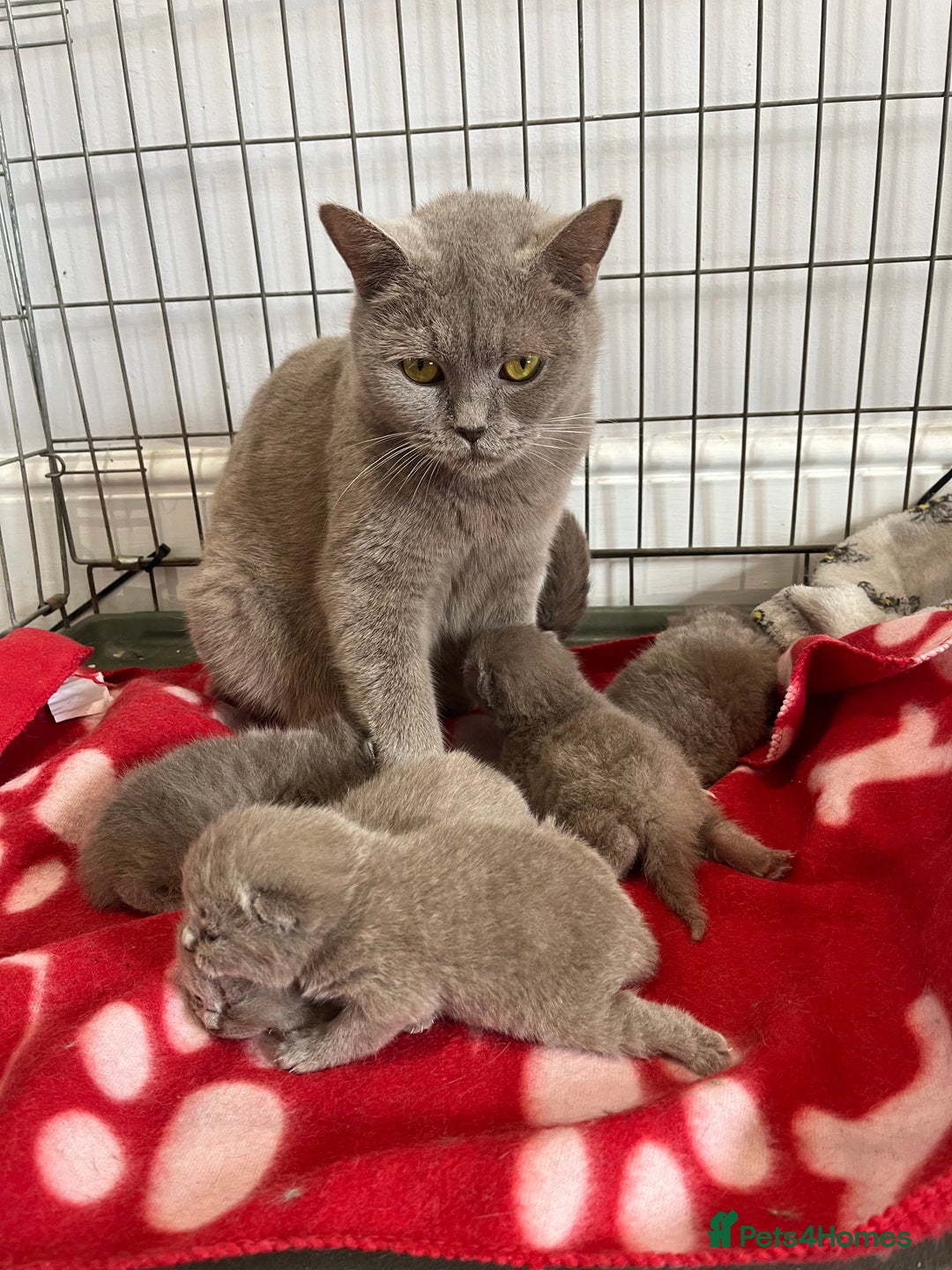 British Shorthair cats for sale: ⭐️British shorthair kittens (LAST 2)⭐️⭐️⭐️ - Image 4