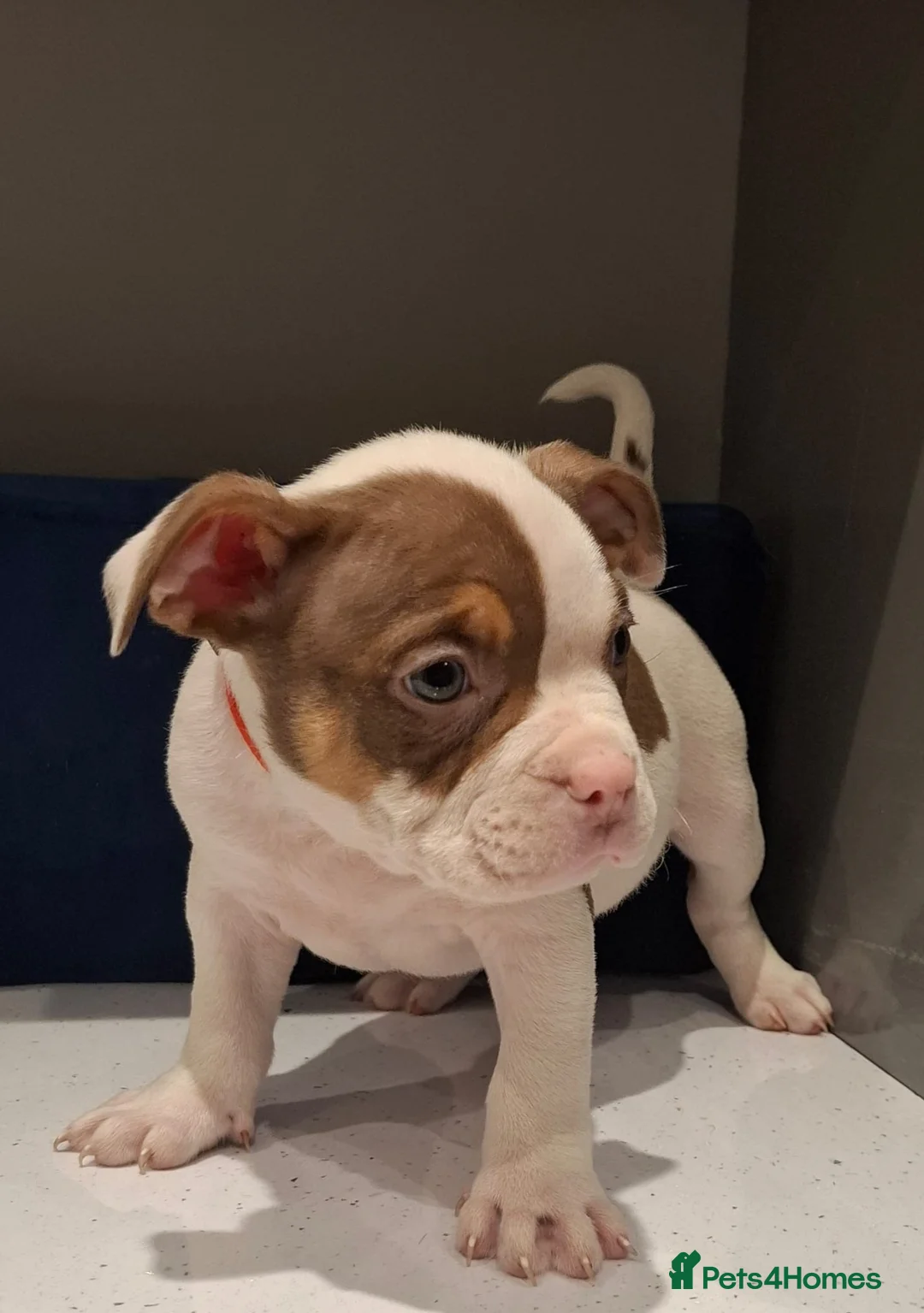 American Bully dogs for sale: American Bully Puppies  - Advert 7