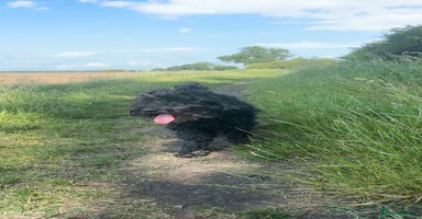 Cockapoo dogs F1B cockerpoo pups - Advert 13