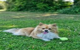 Pomeranian dogs for sale: Looking for my forever home ❤️ - Image 2
