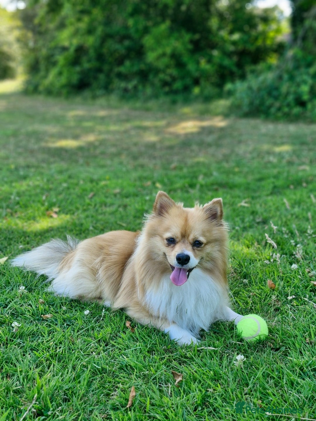 Pomeranian dogs for sale: Looking for my forever home ❤️ - Image 2