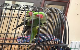 Parrots birds for sale: Pair Of Alexandrine Parrots - Image 5