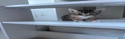 Bengal cats for sale: Mixed bengal kittens  - Advert 4