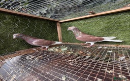 Pigeons birds for sale: Pigeons for sale - Image 27
