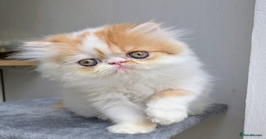 Persian cats - Advert 4