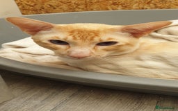 Siamese cats for stud: Flame Point Siamese - Stud Only in Darwen - Image 7