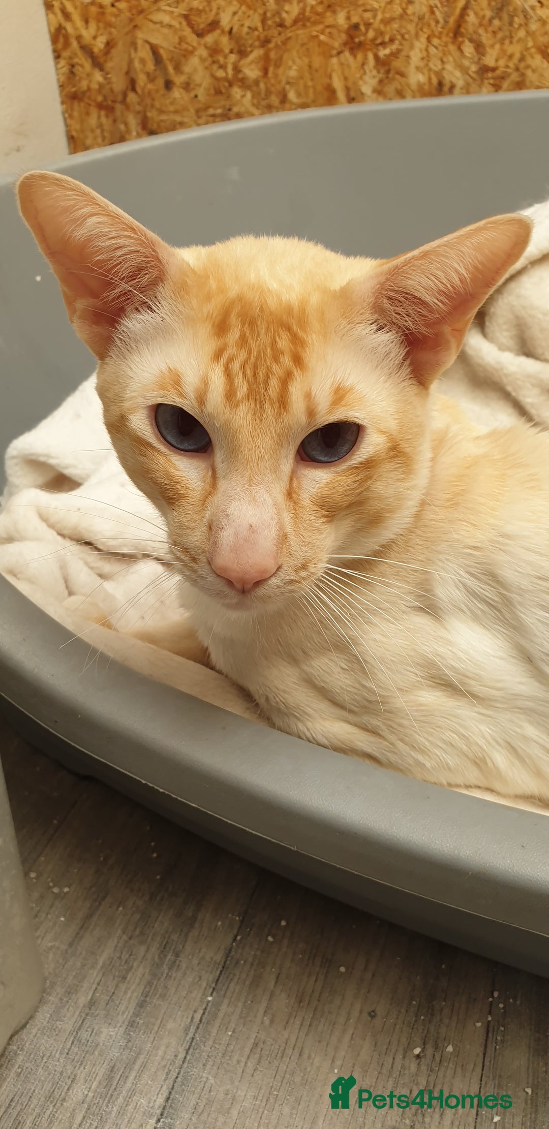 Siamese cats for stud: Flame Point Siamese - Stud Only in Darwen - Image 7