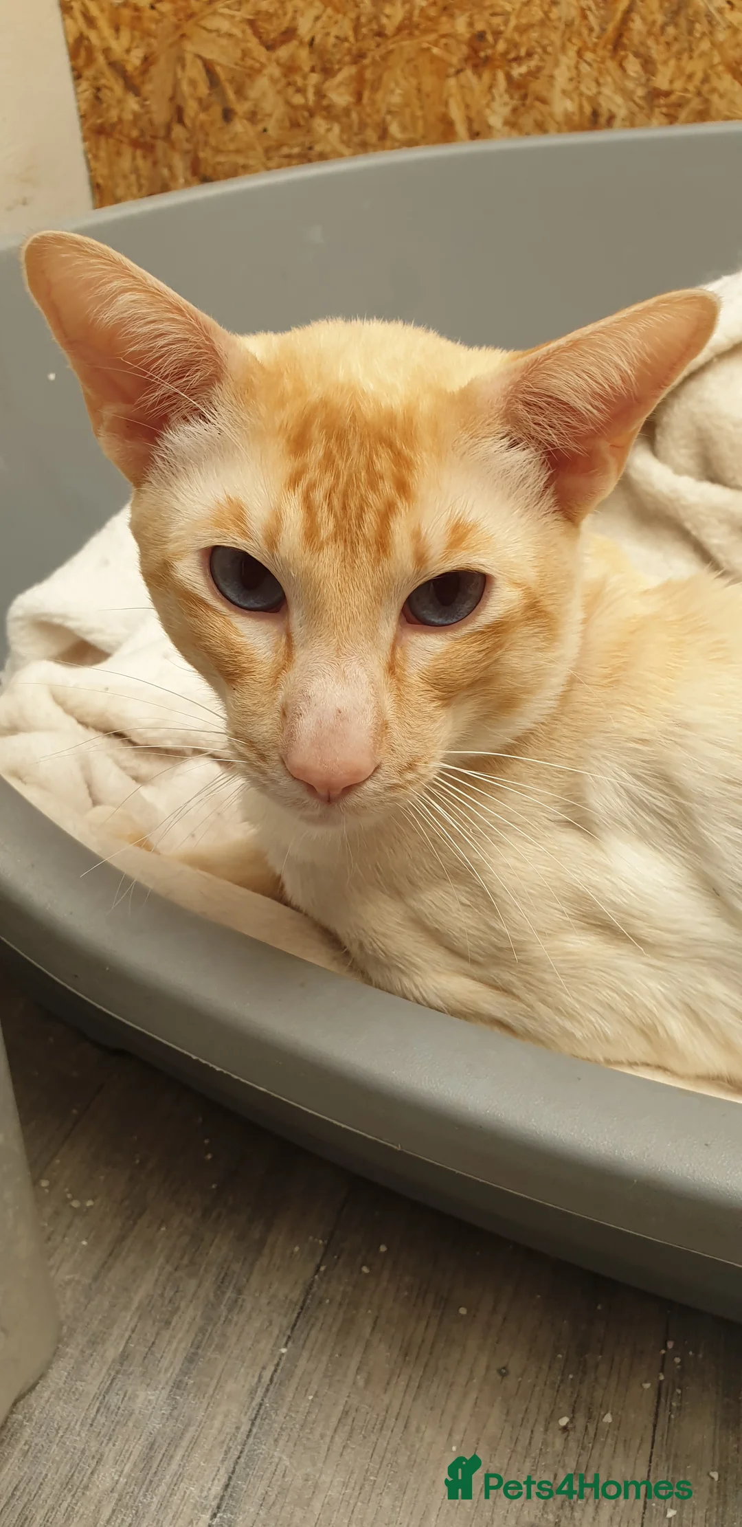 Siamese cats for stud: Flame Point Siamese - Stud Only in Darwen - Advert 7