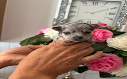 Chihuahua dogs for sale: Loving home needed🐶🐾🩷 - Image 7