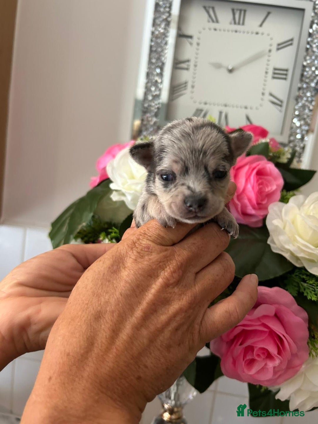 Chihuahua dogs for sale: Loving home needed🐶🐾🩷 - Image 7