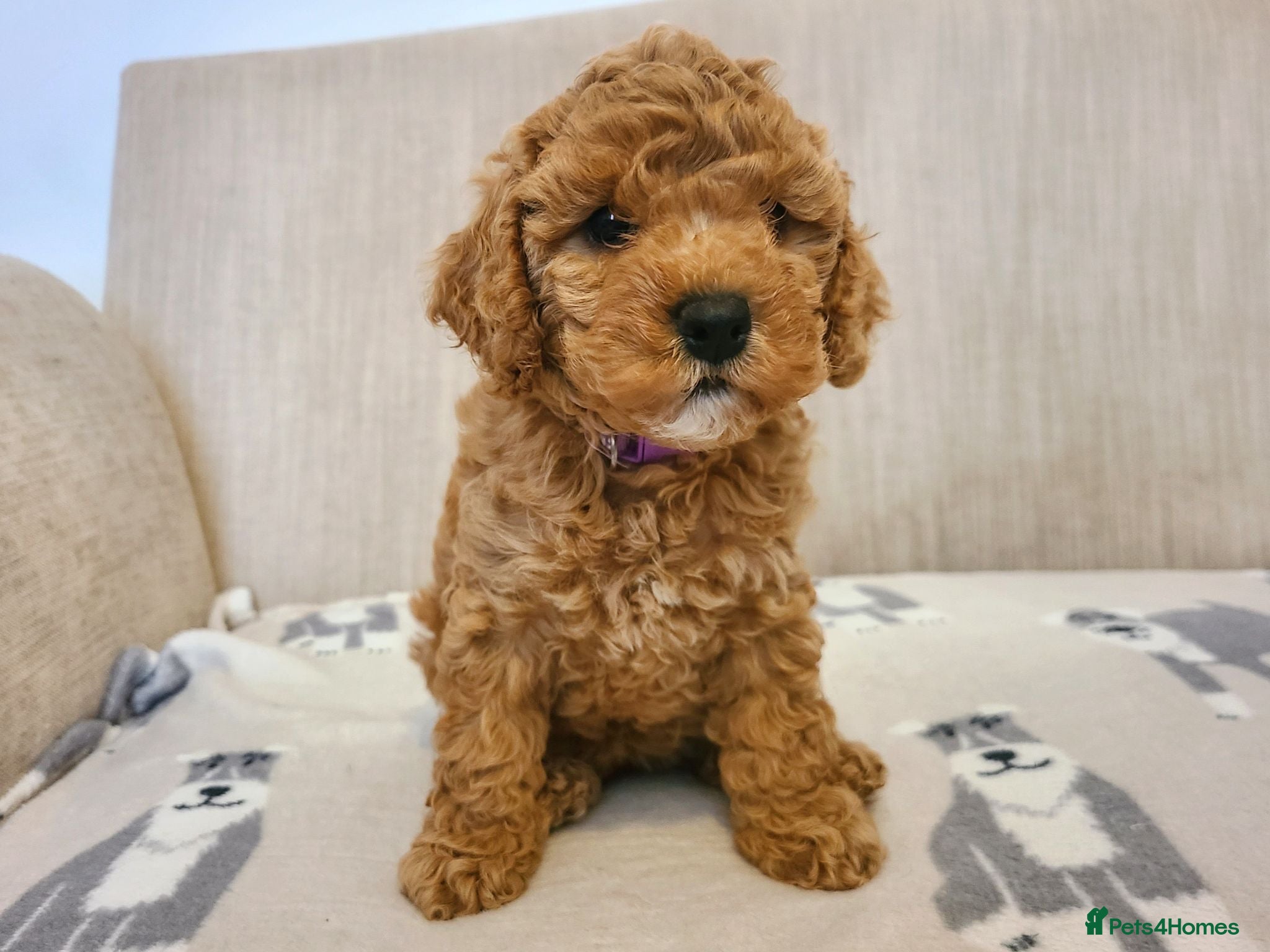 Cavapoo dogs Beautiful Health Tested Cavapoo Puppies - Advert 2