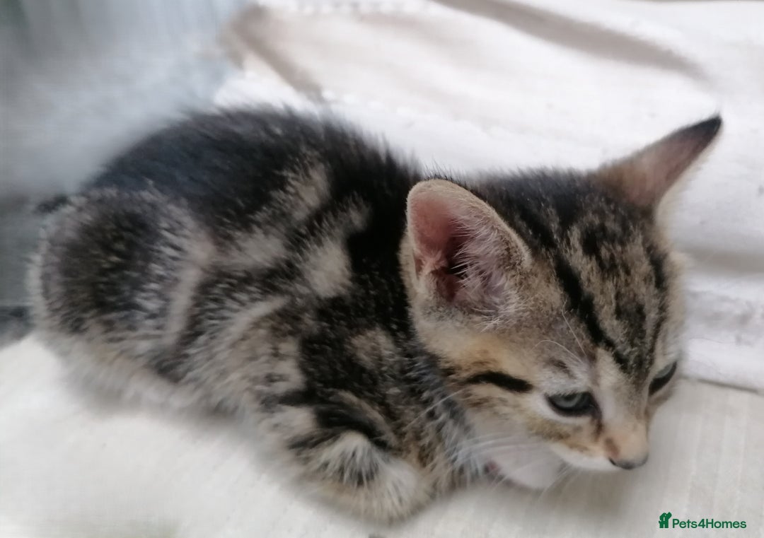 Mixed Breed cats for sale: Mixed litter very well handled Tabby kittens  - Image 9