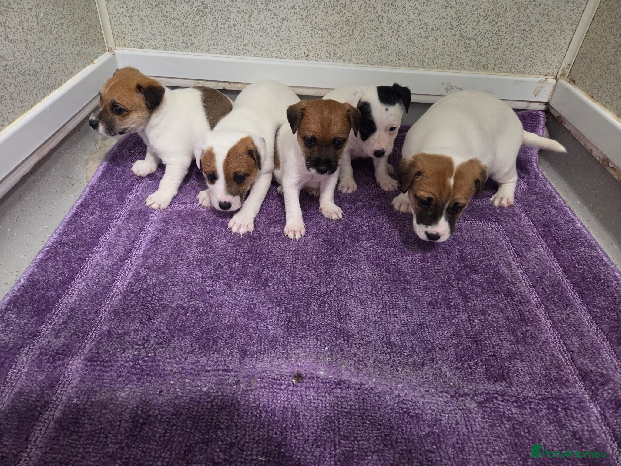 Jack Russell dogs Jack russell pups  - Advert 4