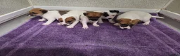 Jack Russell dogs for sale: Jack russell pups  in Stevenston - Advert 1