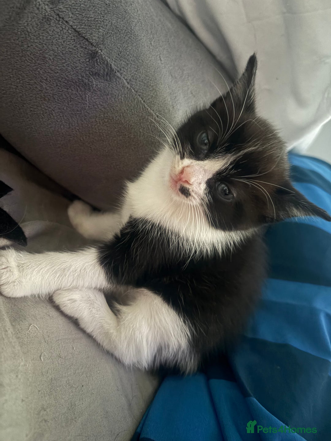 Ragdoll cats for sale:  Ragdoll X Kittens  - Advert 24