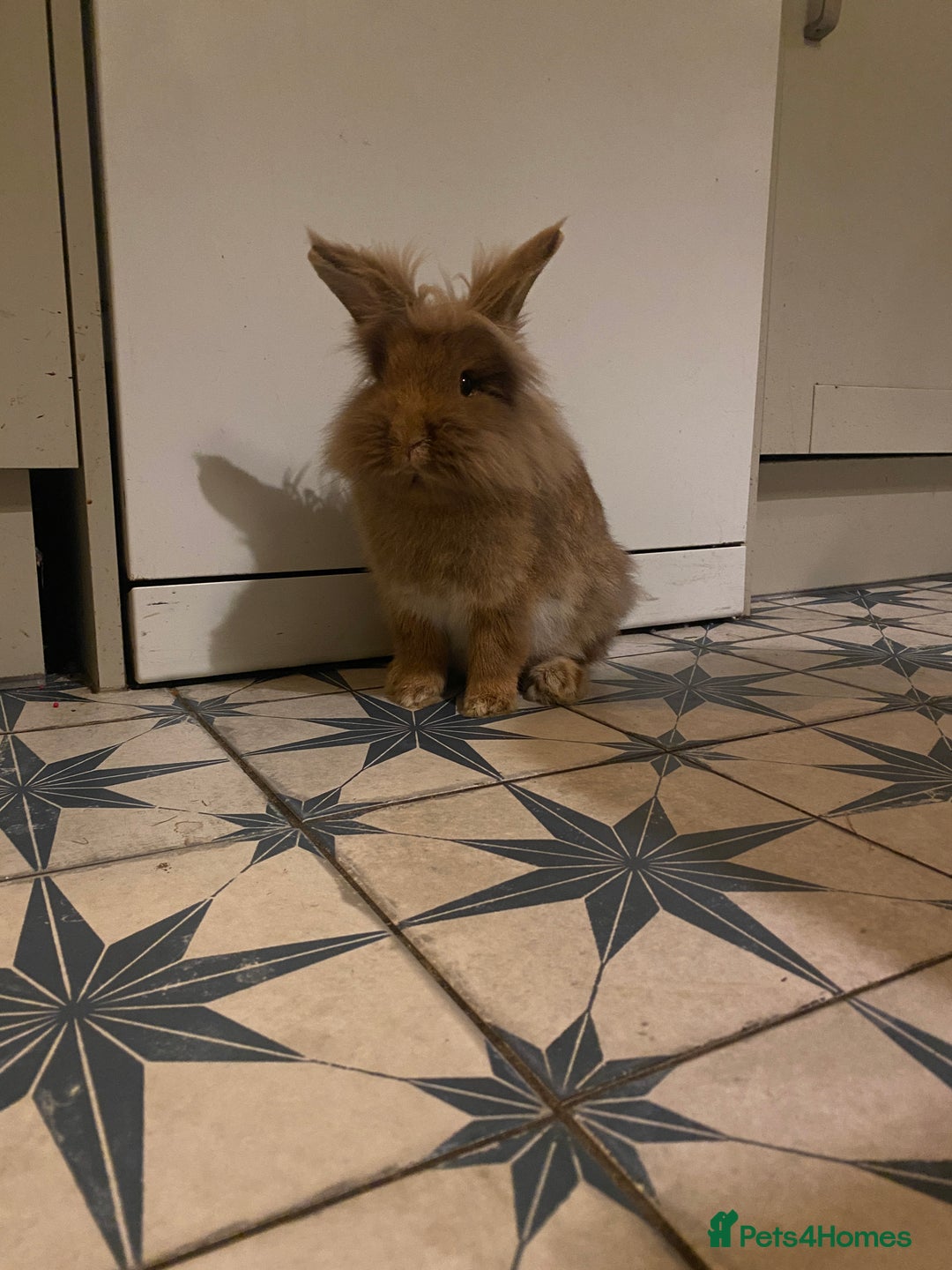 Mini Lion Lop rabbits for sale: Mini lionhead and teddy bear lop cross  - Advert 7