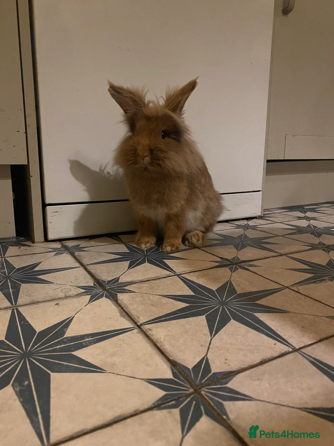 Mini Lion Lop rabbits for sale: Mini lionhead and teddy bear lop cross  - Advert 7