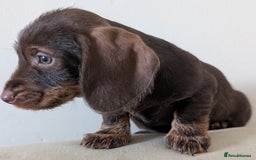 Dachshund dogs for sale: Teckel Pups - Advert 6