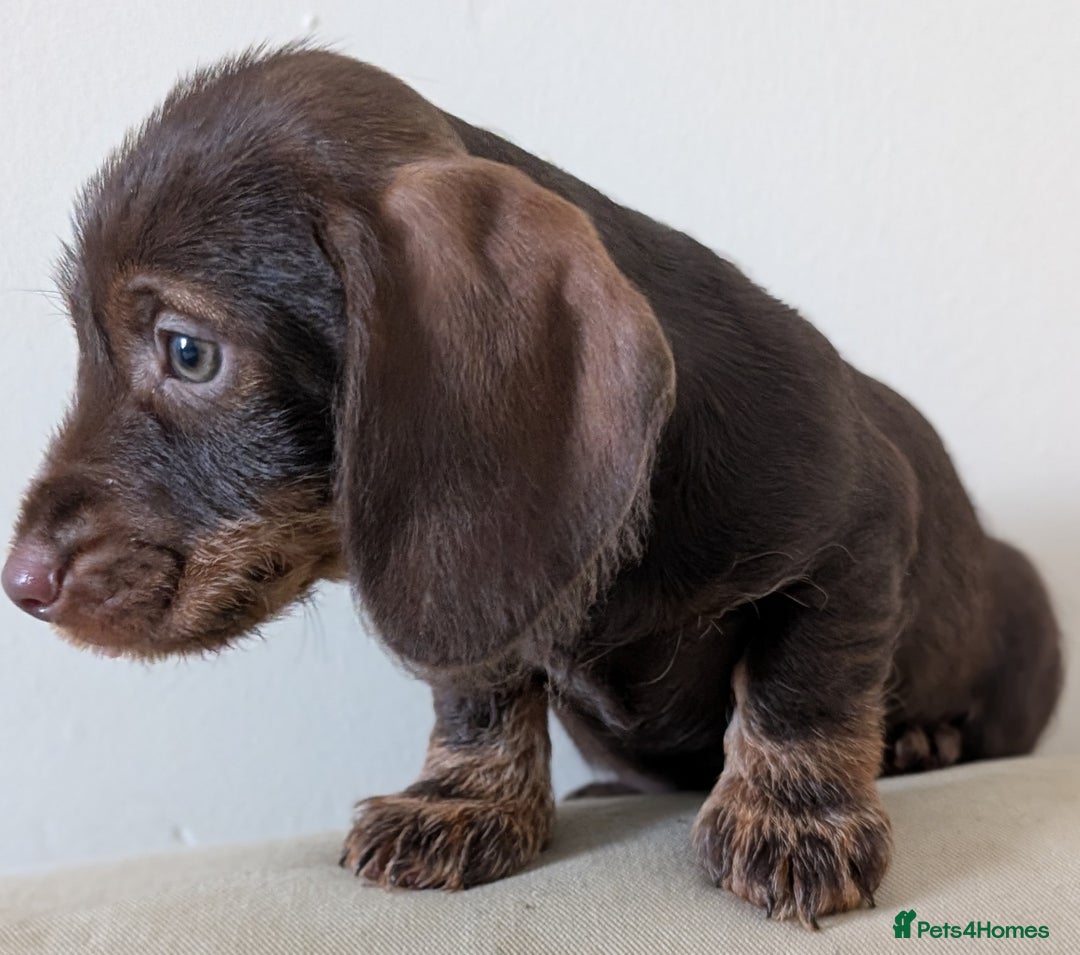 Dachshund dogs for sale: Teckel Pups - Advert 6