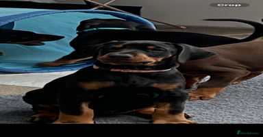 Dobermann dogs - Advert 4