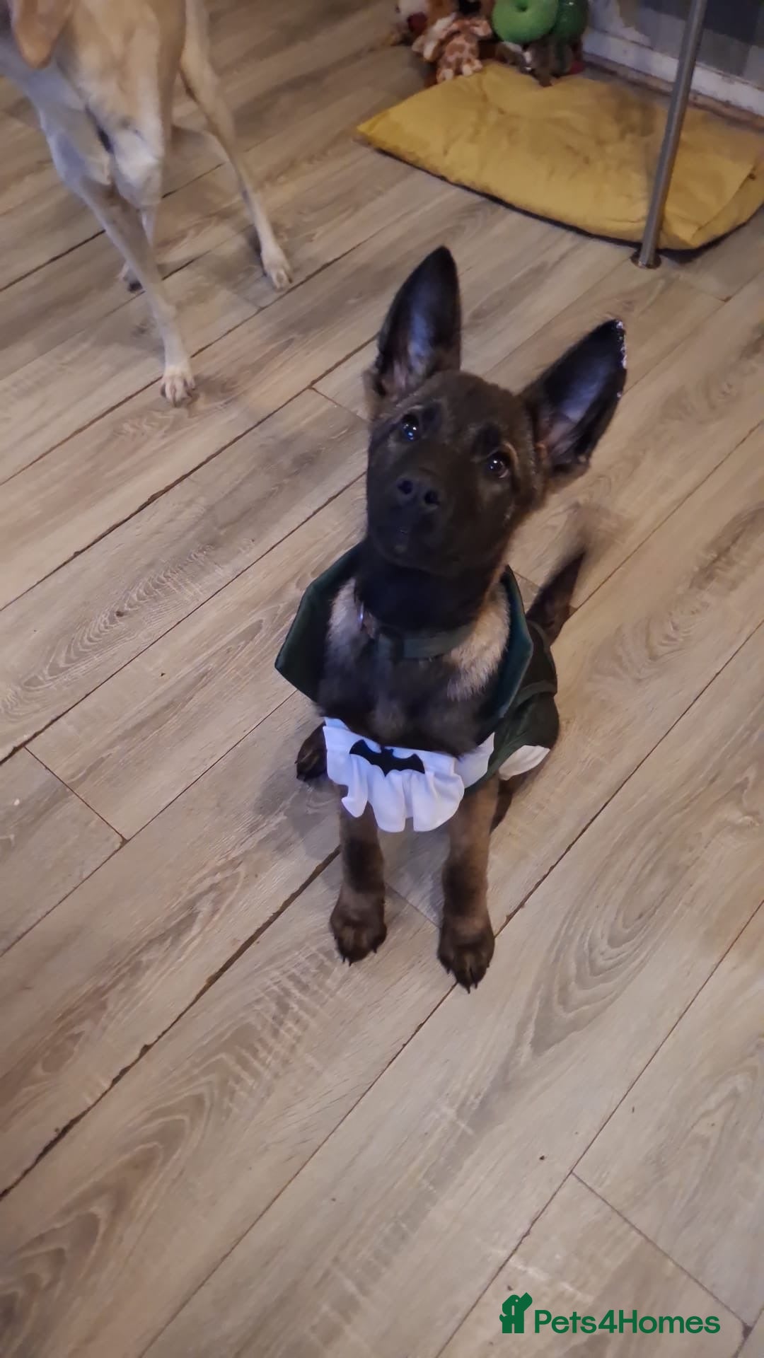 Mixed Breed dogs for sale: Stunning little boy American shephard 6 month old - Advert 3