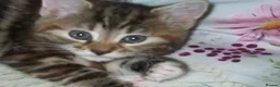 Mixed Breed cats for sale: Kittens in Leeds - Advert 2