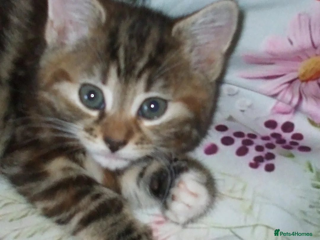 Mixed Breed cats for sale: Kittens in Leeds - Advert 2