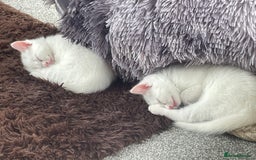 Domestic Shorthair cats for sale: Kittens  - Image 1