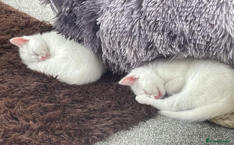 Domestic Shorthair cats - Advert 16