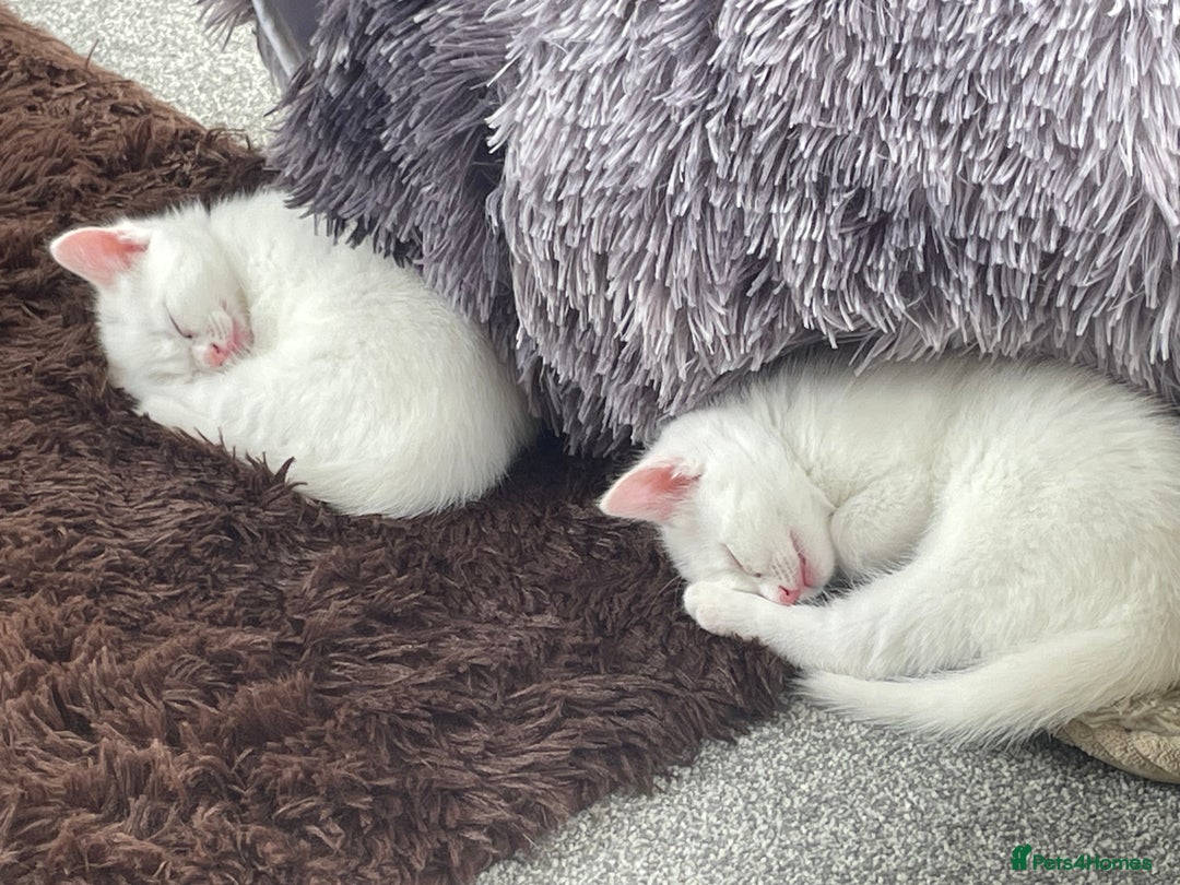 Domestic Shorthair cats for sale: Kittens  - Image 1