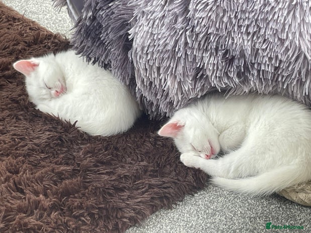 Domestic Shorthair cats - Advert 6