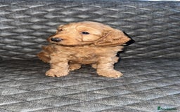 Cockapoo dogs for sale: 6 cockapoo F1 puppies seeking their forever homes - Advert 8