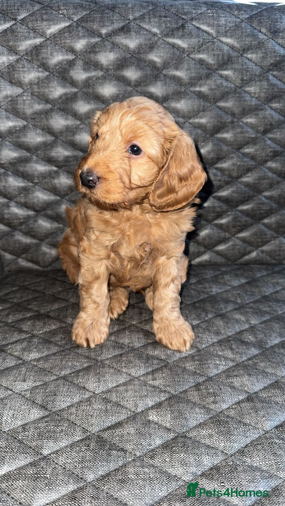 Cockapoo dogs for sale: 6 cockapoo F1 puppies seeking their forever homes - Advert 8