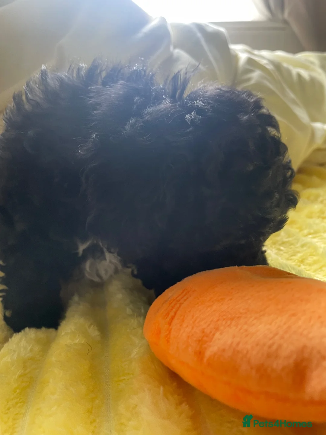 Poodle dogs for sale: Toy poodle - Advert 7