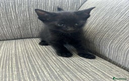Mixed Breed cats for sale: 6 beautiful kittens - Image 8