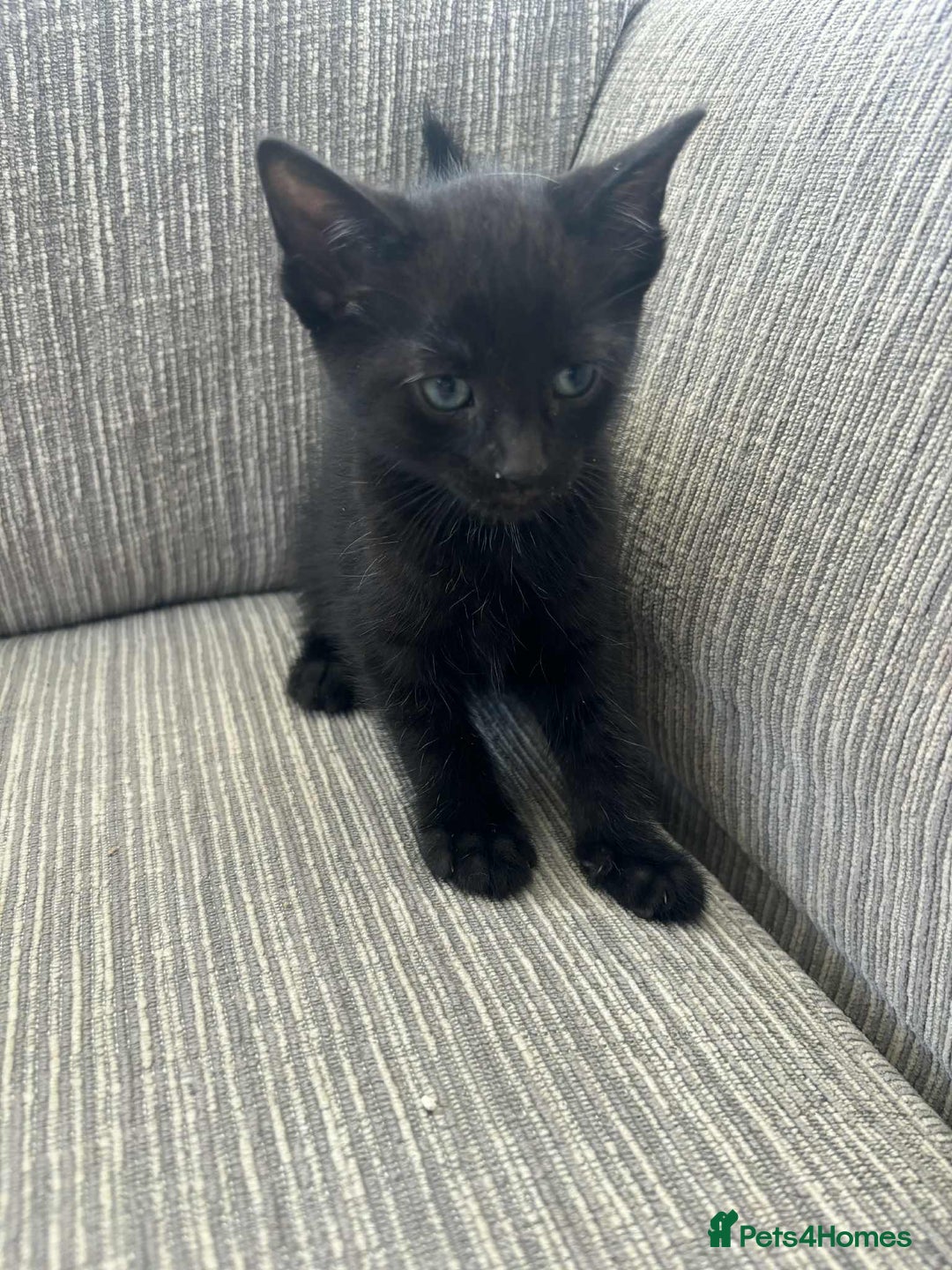 Mixed Breed cats for sale: 6 beautiful kittens - Image 8