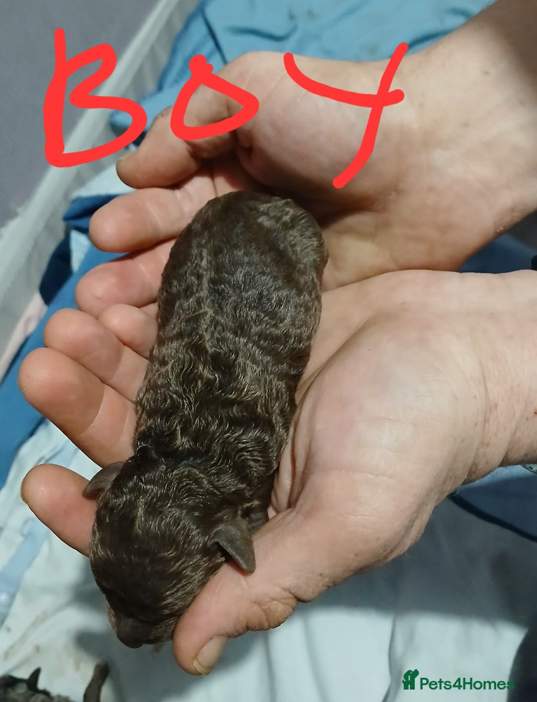 Cockapoo dogs for sale: 5 f1b miniature cockapoos  - Advert 10