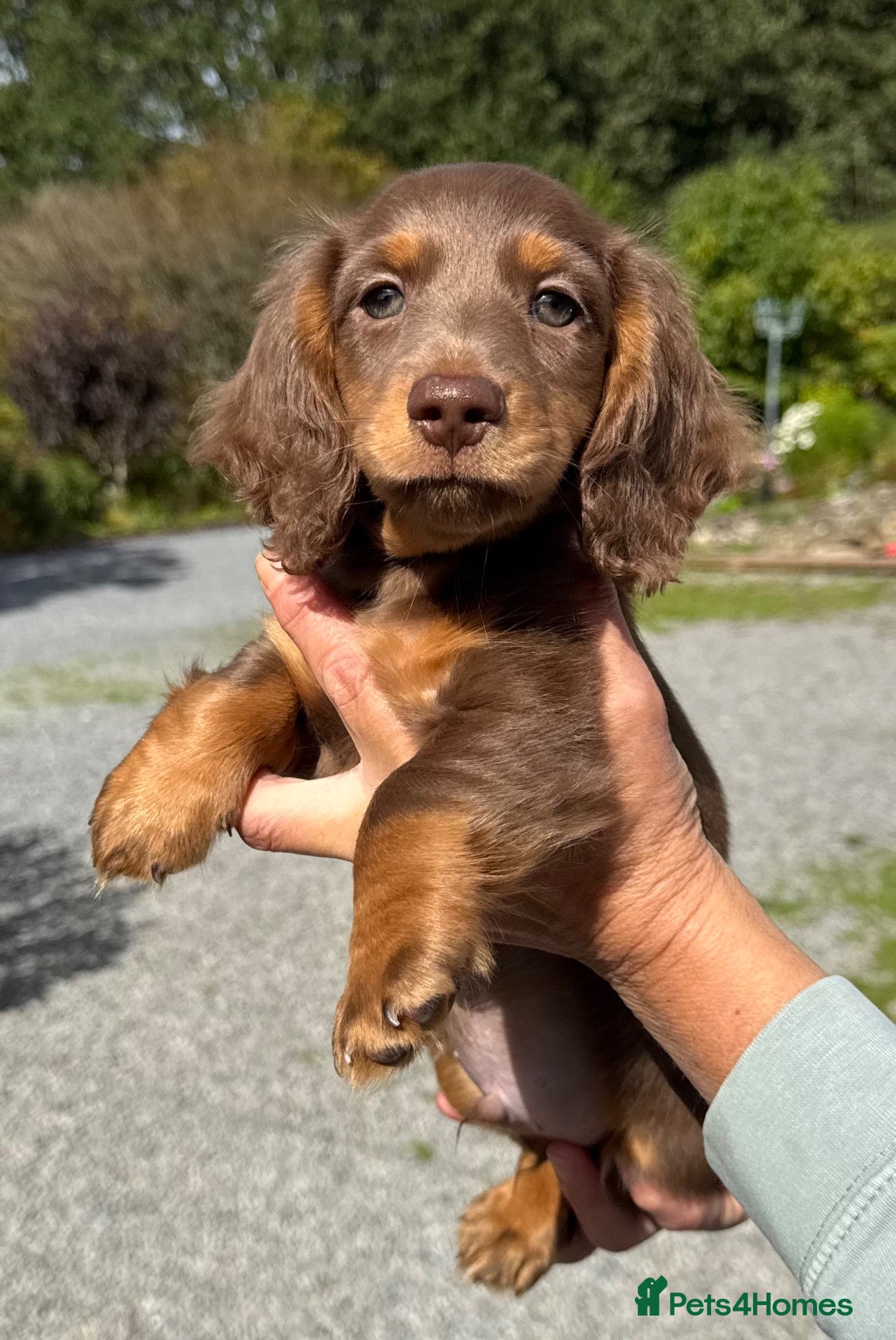 Dachshund dogs Miniature longhair dachshunds for sale - Advert 7