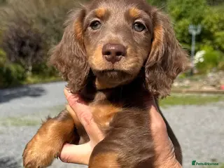 Dachshund dogs Miniature longhair dachshunds for sale - Advert 7