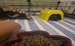 Guinea Pig rodents for sale: 2 female guinea pigs for sale  - Image 4