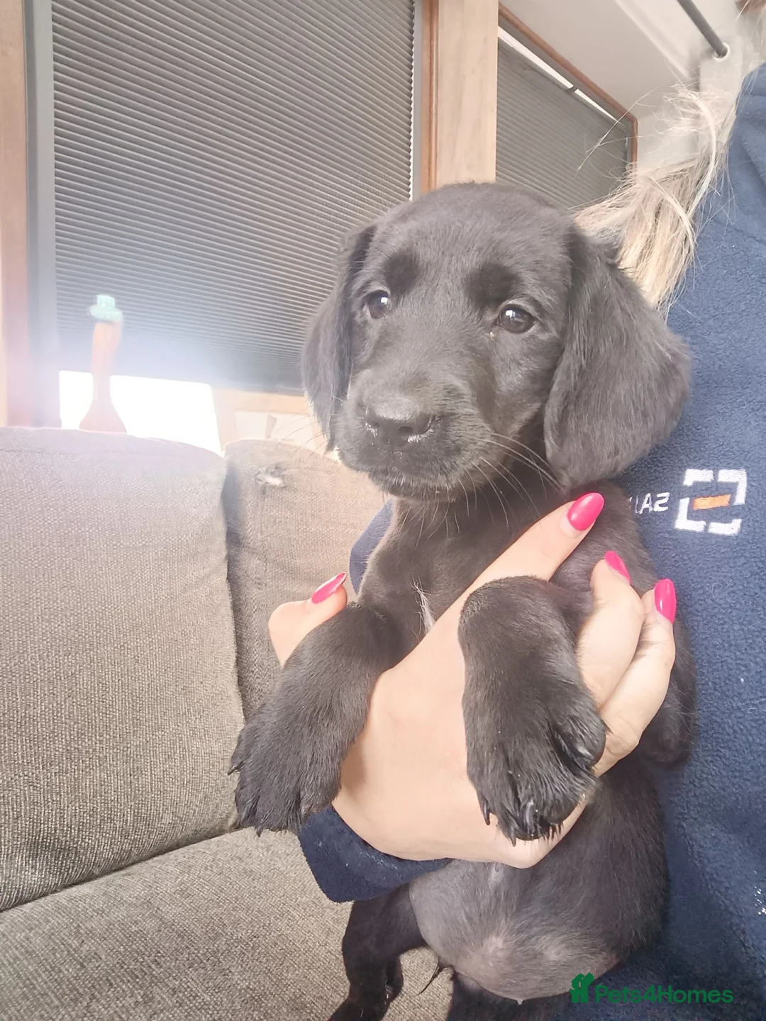 Springador dogs for sale: Springador pups in Keighley - Advert 6