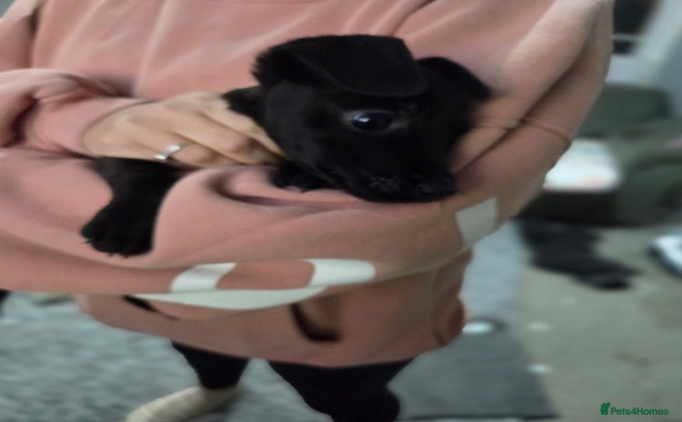 Mixed Breed dogs Patterdale x lakeland terrier  - Advert 11