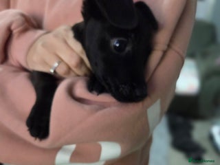 Mixed Breed dogs Patterdale x lakeland terrier - Advert 5